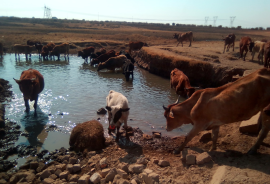 Makhetha Livestock