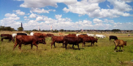 Makhetha Livestock