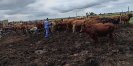Makhetha Livestock