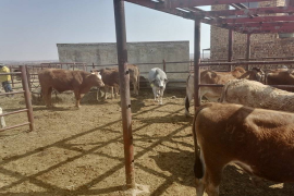 Simunye Beef Policy